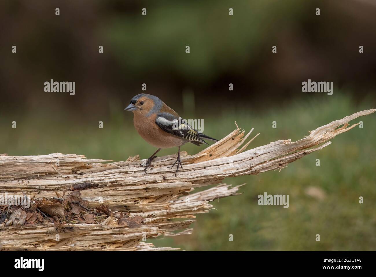 Chaffinch maschio appollaiato su tronco di albero, primo piano, in Scozia in primavera Foto Stock