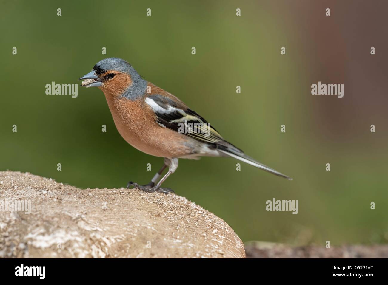 Chaffinch maschio appollaiato su una roccia, primo piano, in Scozia in primavera Foto Stock