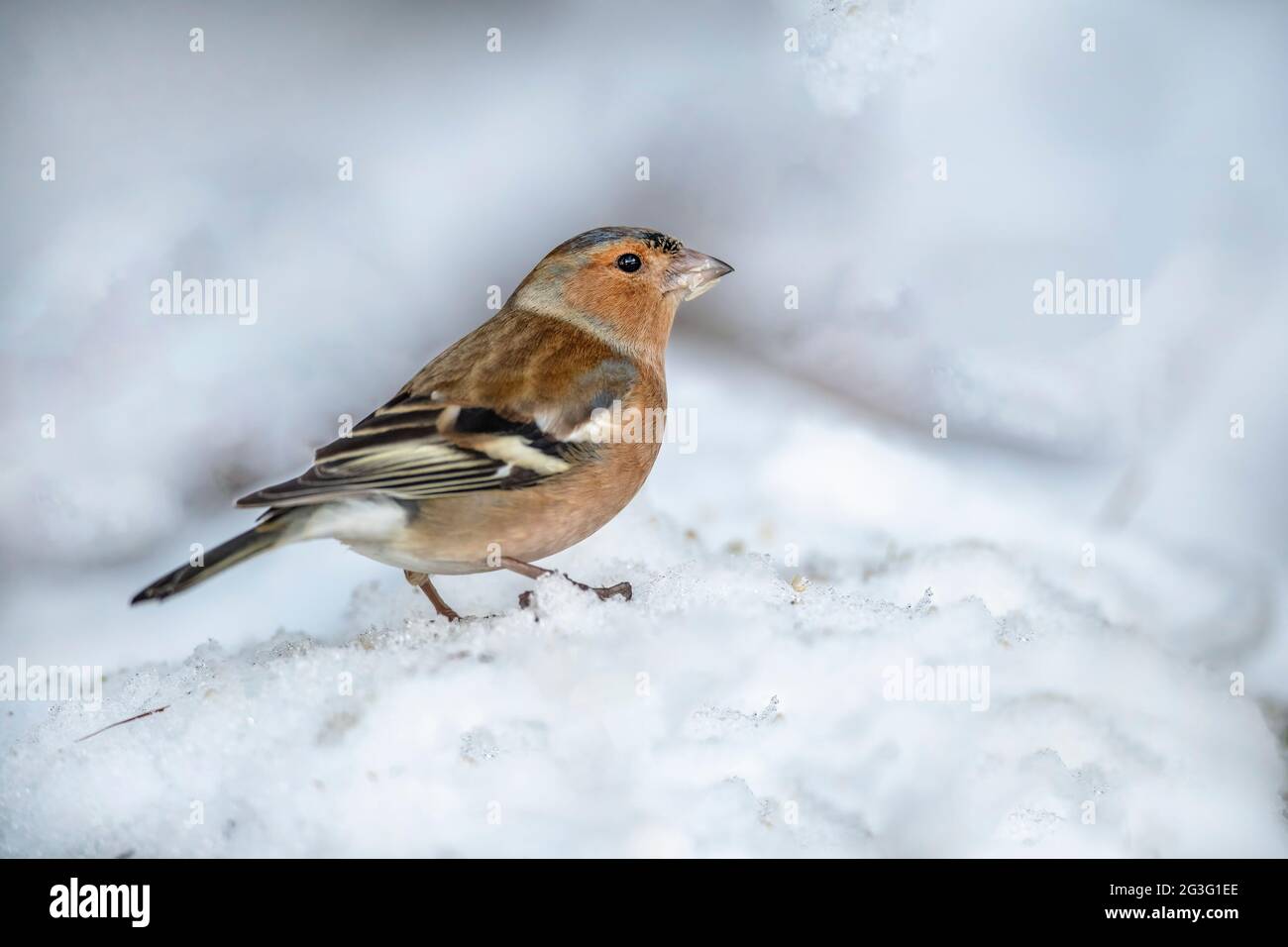 Chaffinch maschio in piedi nella neve, da vicino, in Scozia nel periodo invernale Foto Stock