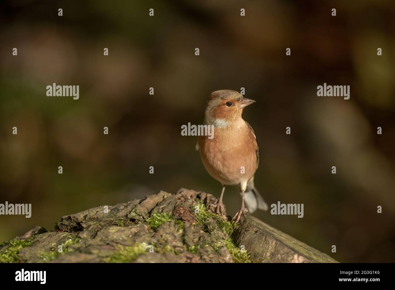 Chaffinch maschio appollaiato su tronco di albero, primo piano, in Scozia in inverno Foto Stock