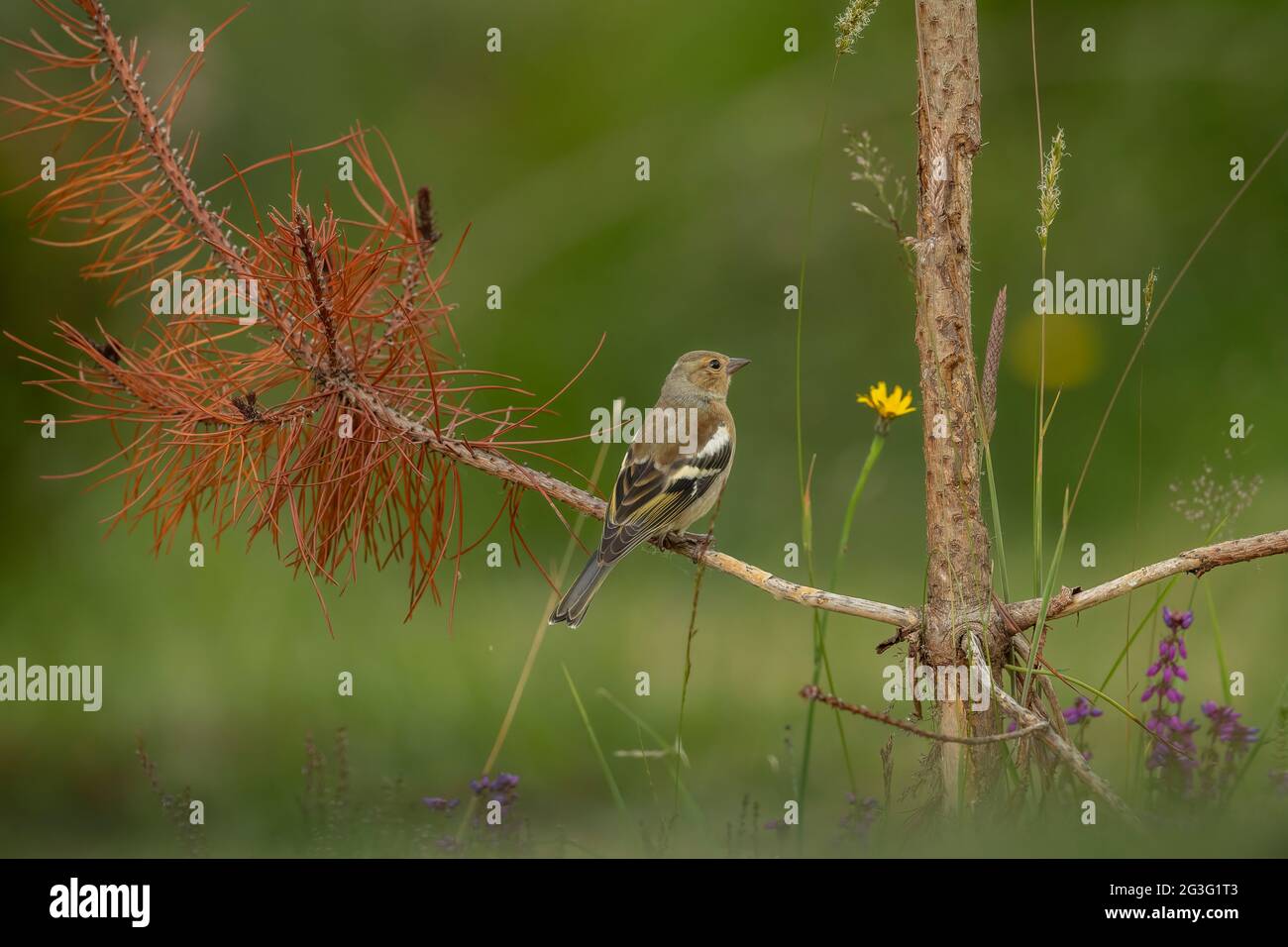 Chaffinch femmina arroccato su un ramo, primo piano, in Scozia in primavera Foto Stock