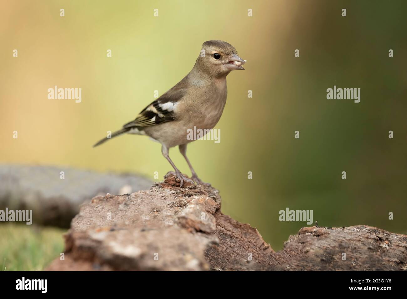 Chaffinch femmina appollaiato su tronco d'albero, primo piano, in Scozia in inverno Foto Stock