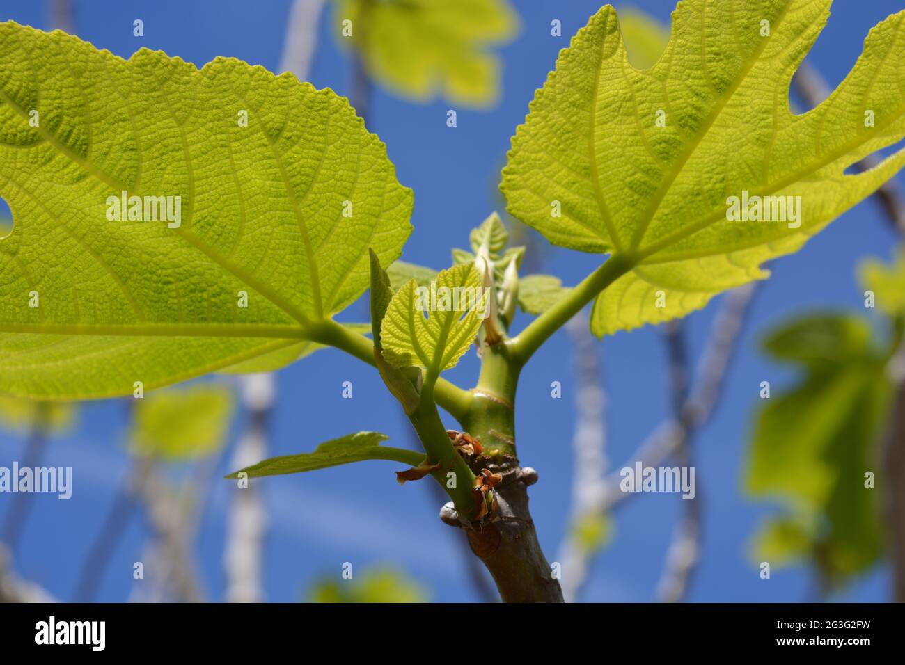 Foglie verdi fresche su fico, Ficus carica, nuova crescita in primavera Foto Stock