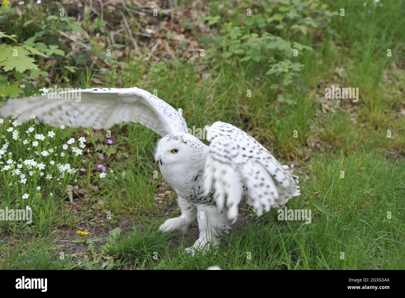 In prossimità di una civetta delle nevi. Bubo scandiacus Foto Stock