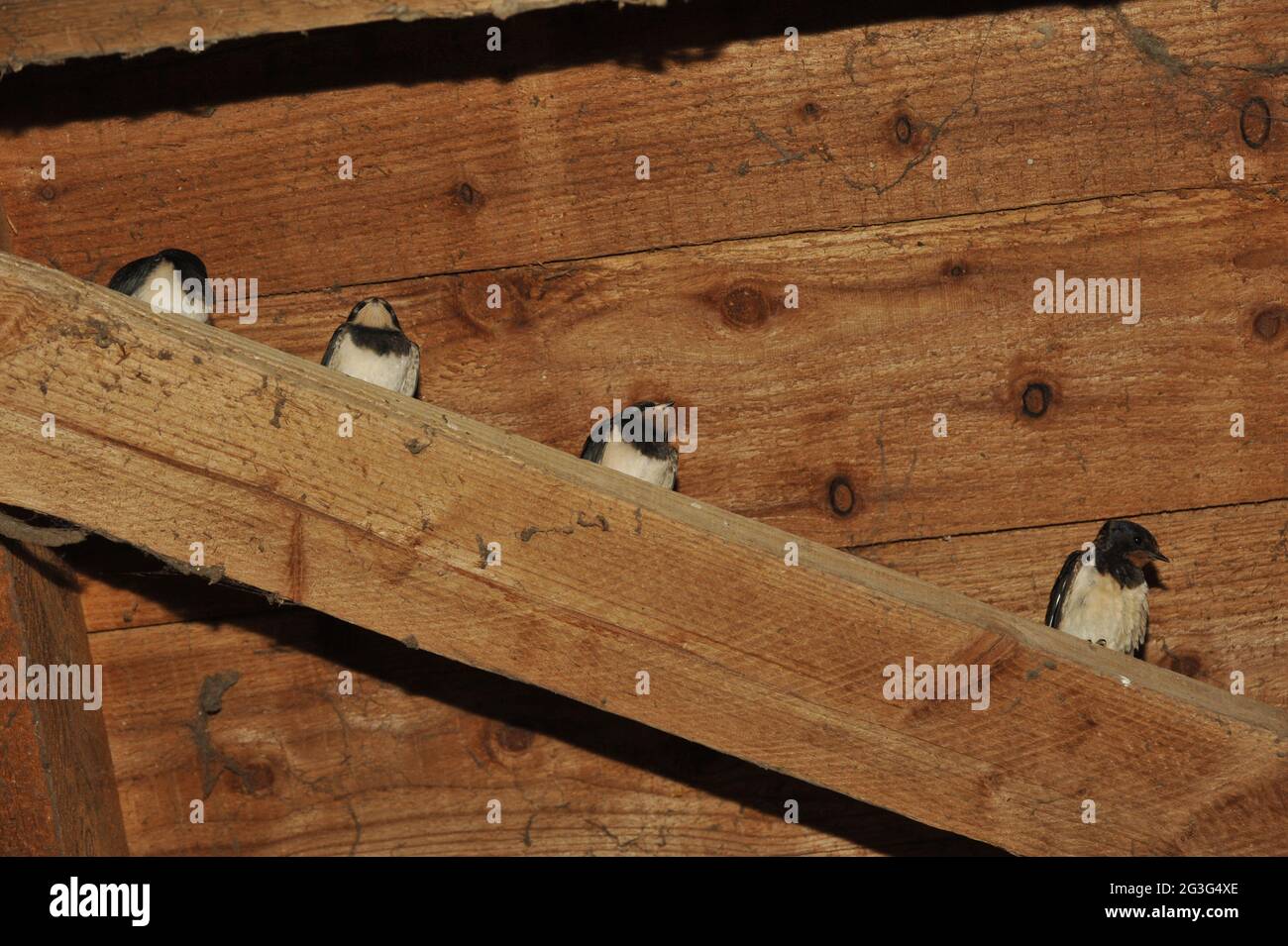 Inghiottite al Meer Steinhuder (Hirundo rustica) Foto Stock