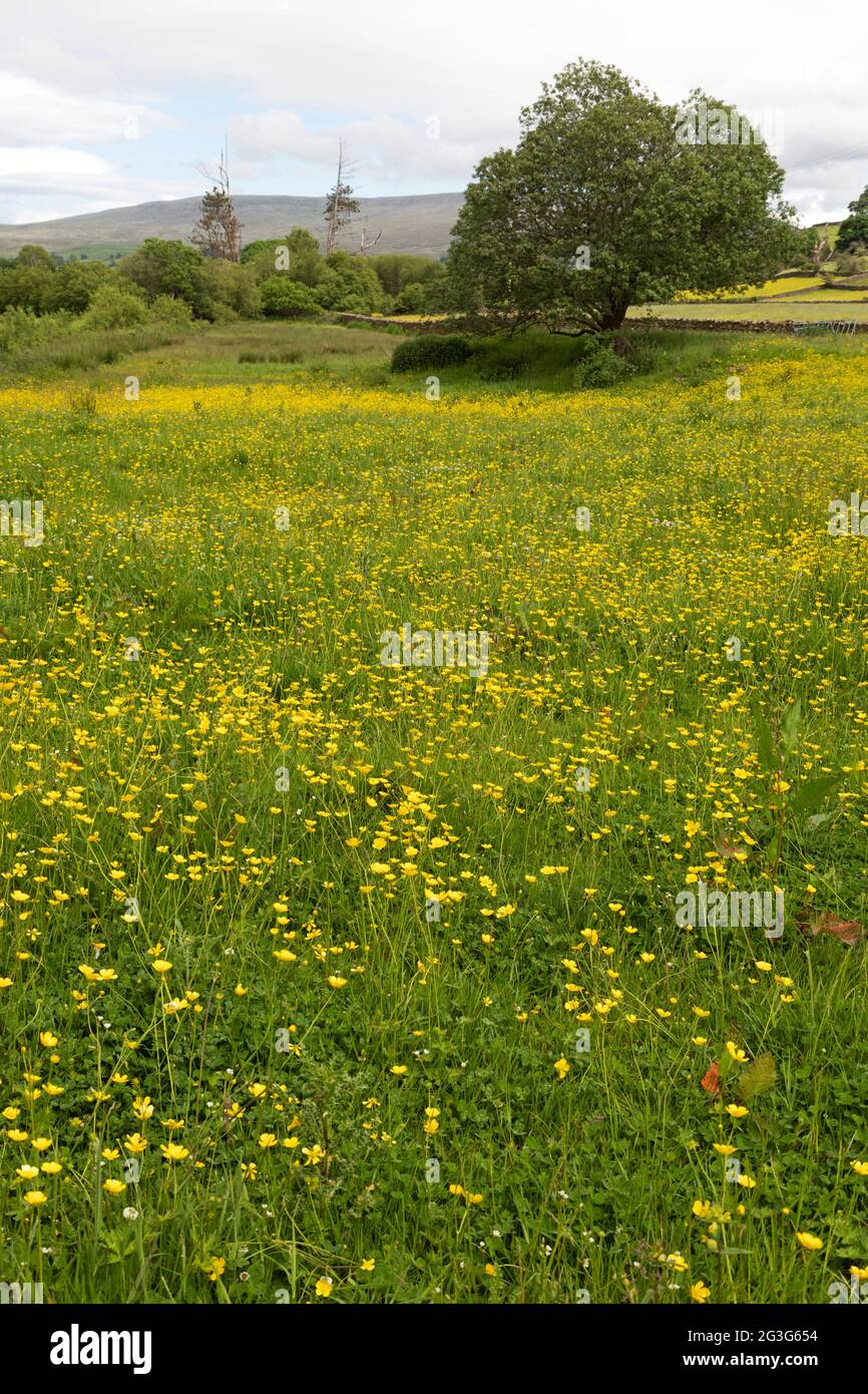Fiori gialli in un campo vicino Sedbergh a Cumbria, Inghilterra. Sedbergh si trova nello Yorkshire Dales National Park. Foto Stock