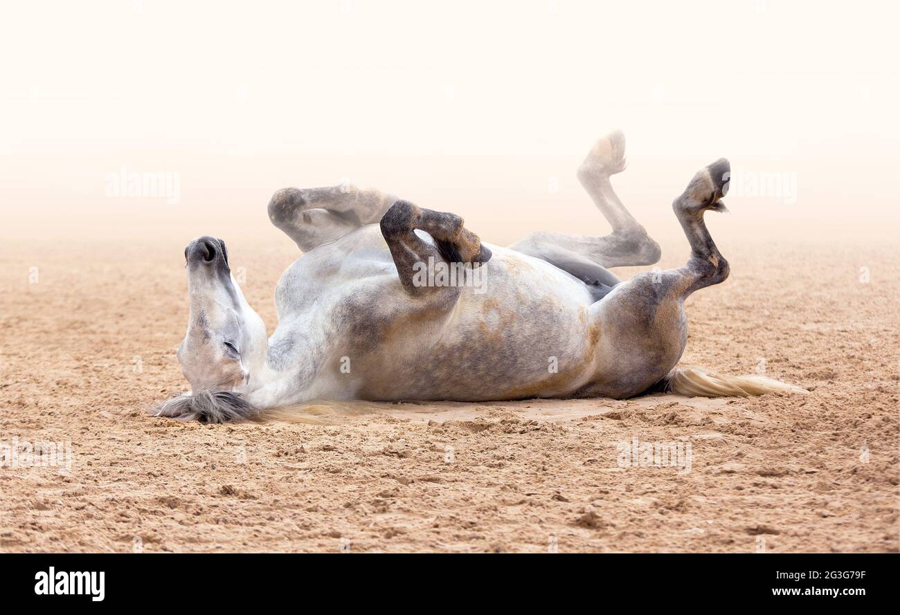Un cavallo bianco sdraiato sulla sabbia. Yoga, meditazione, relax, obbedienza. Sport equestre. Spettacolo di cavalli. Allenamento, amore cavallo. Sogno, bello ho Foto Stock