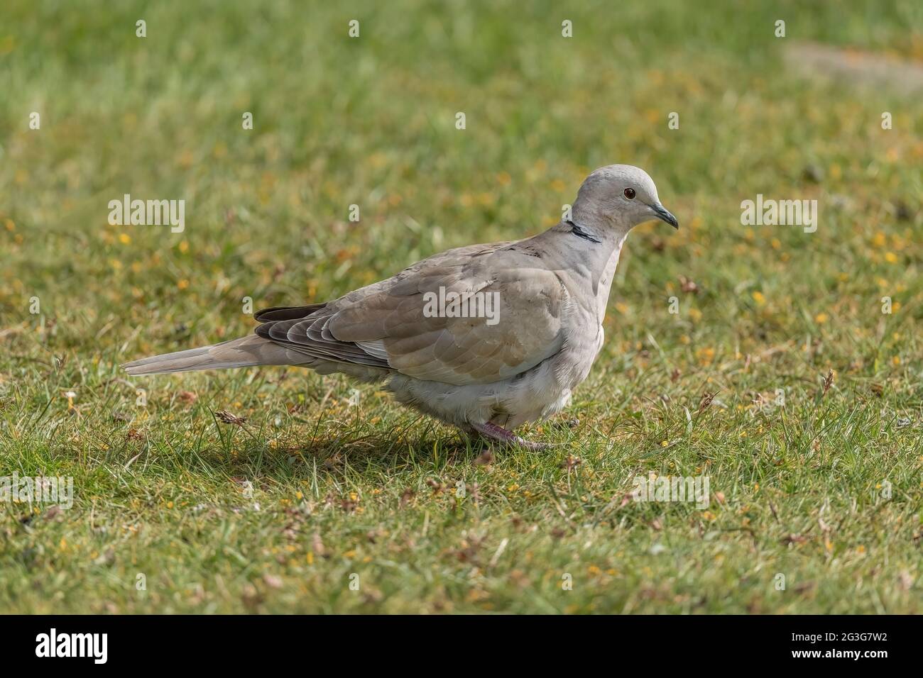 Collarred dove sull'erba, primo piano in un giardino, in Scozia in primavera Foto Stock