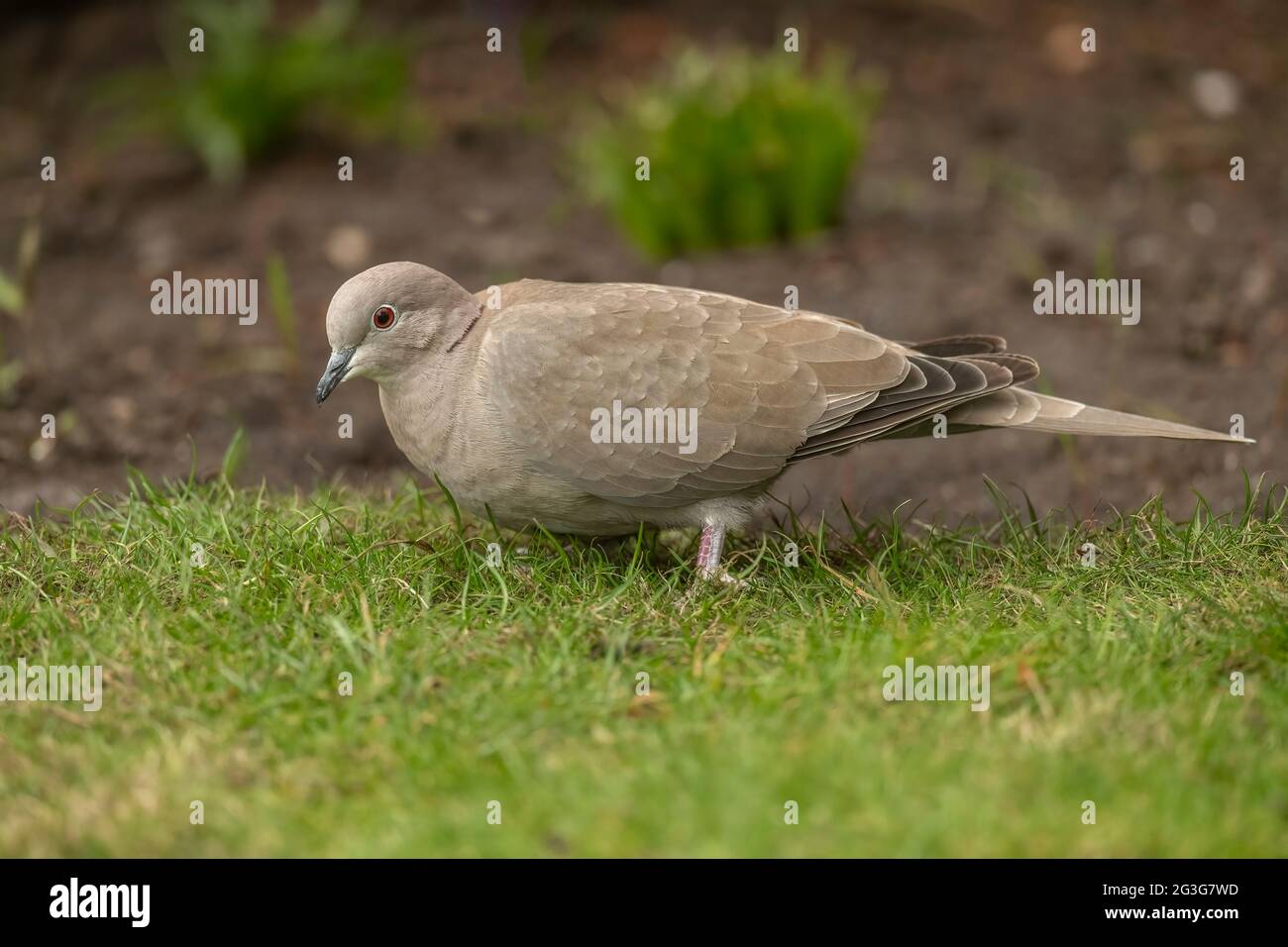 Collarred dove sull'erba, primo piano in un giardino, in Scozia in primavera Foto Stock