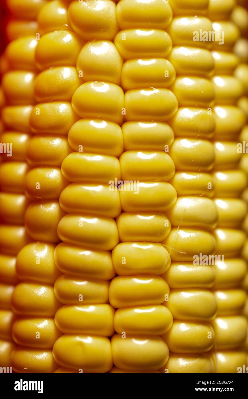 sfondo di grani di mais giallo maturi Foto Stock