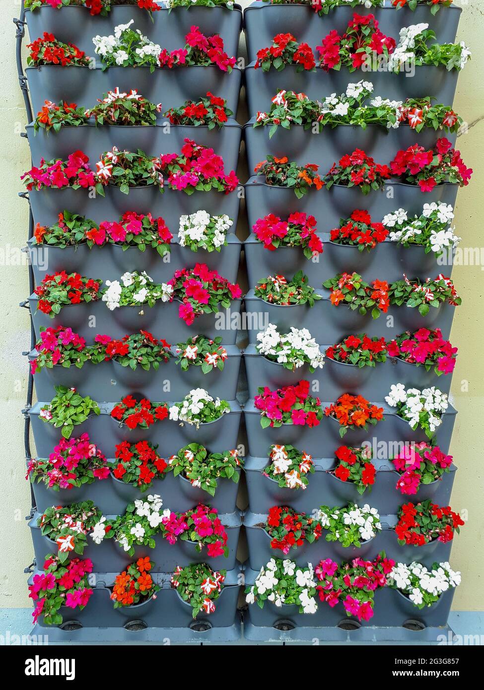 Colorato giardino verticale con fiori rossi, rosa e bianchi in moderne piantatrici grigie Foto Stock