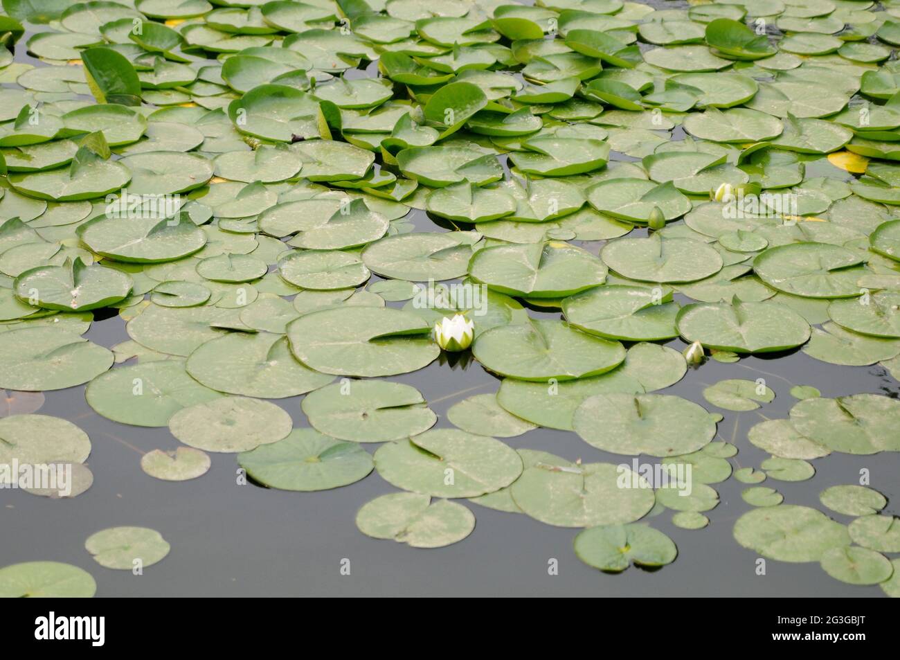 Foglie di loto galleggianti sullo stagno Foto Stock