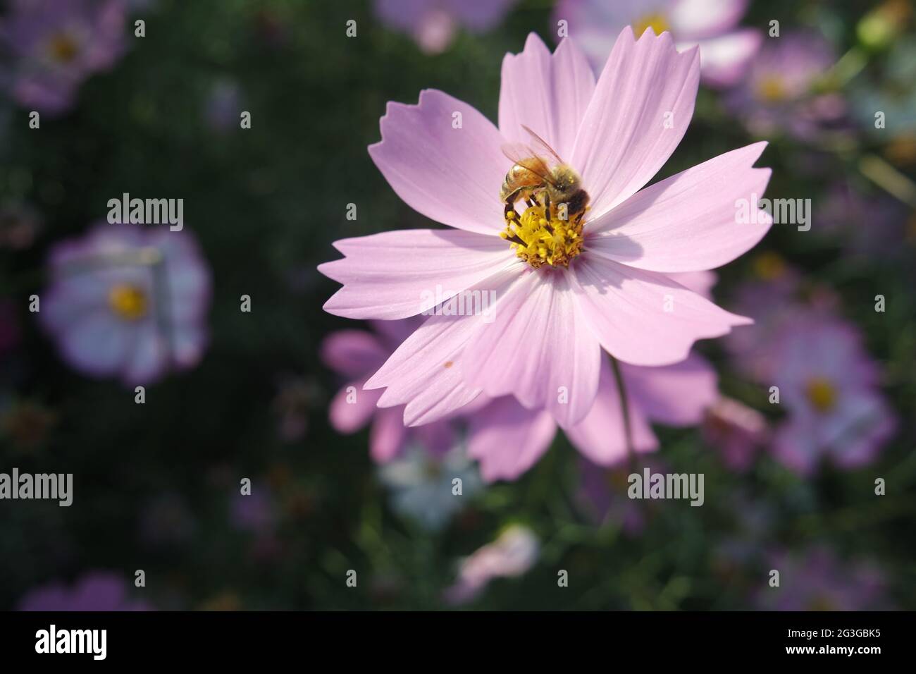 Fiore di cosmo rosa con un'ape di miele Foto Stock