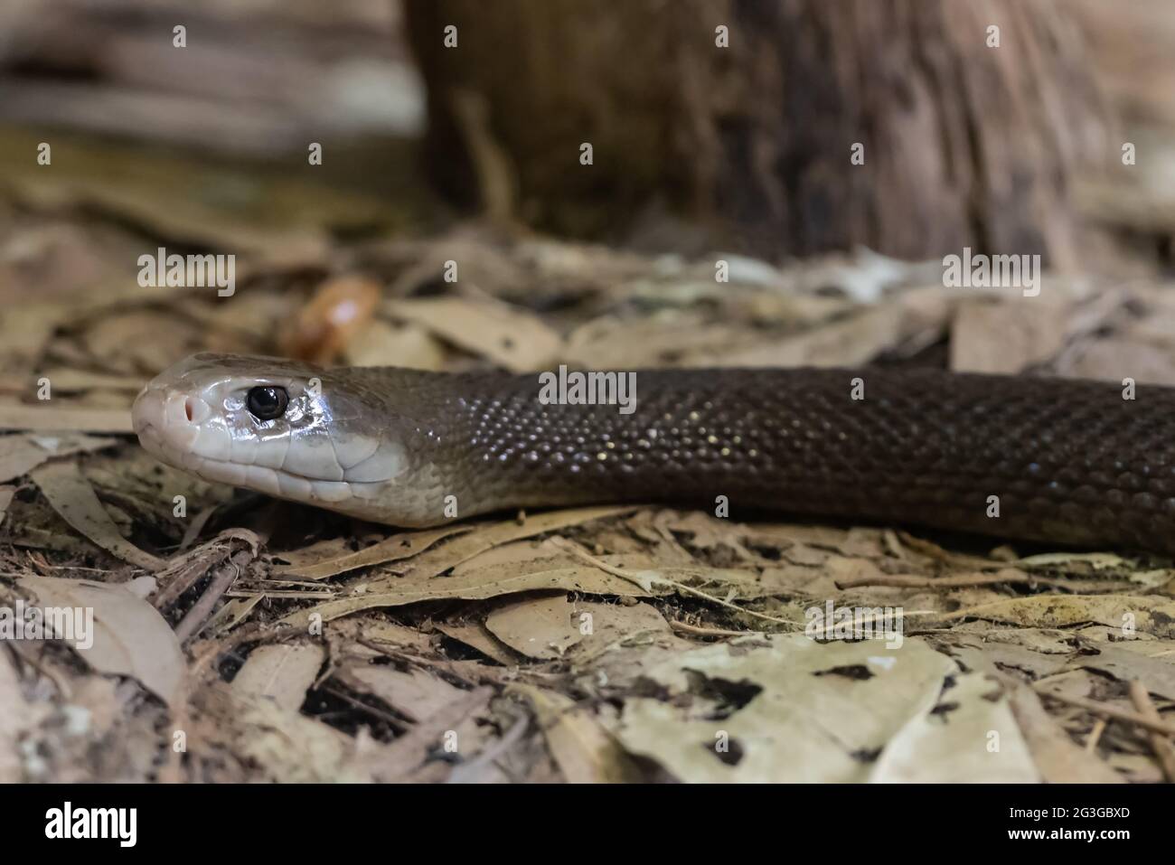 Taipan costiera australiana altamente velenosa Foto Stock