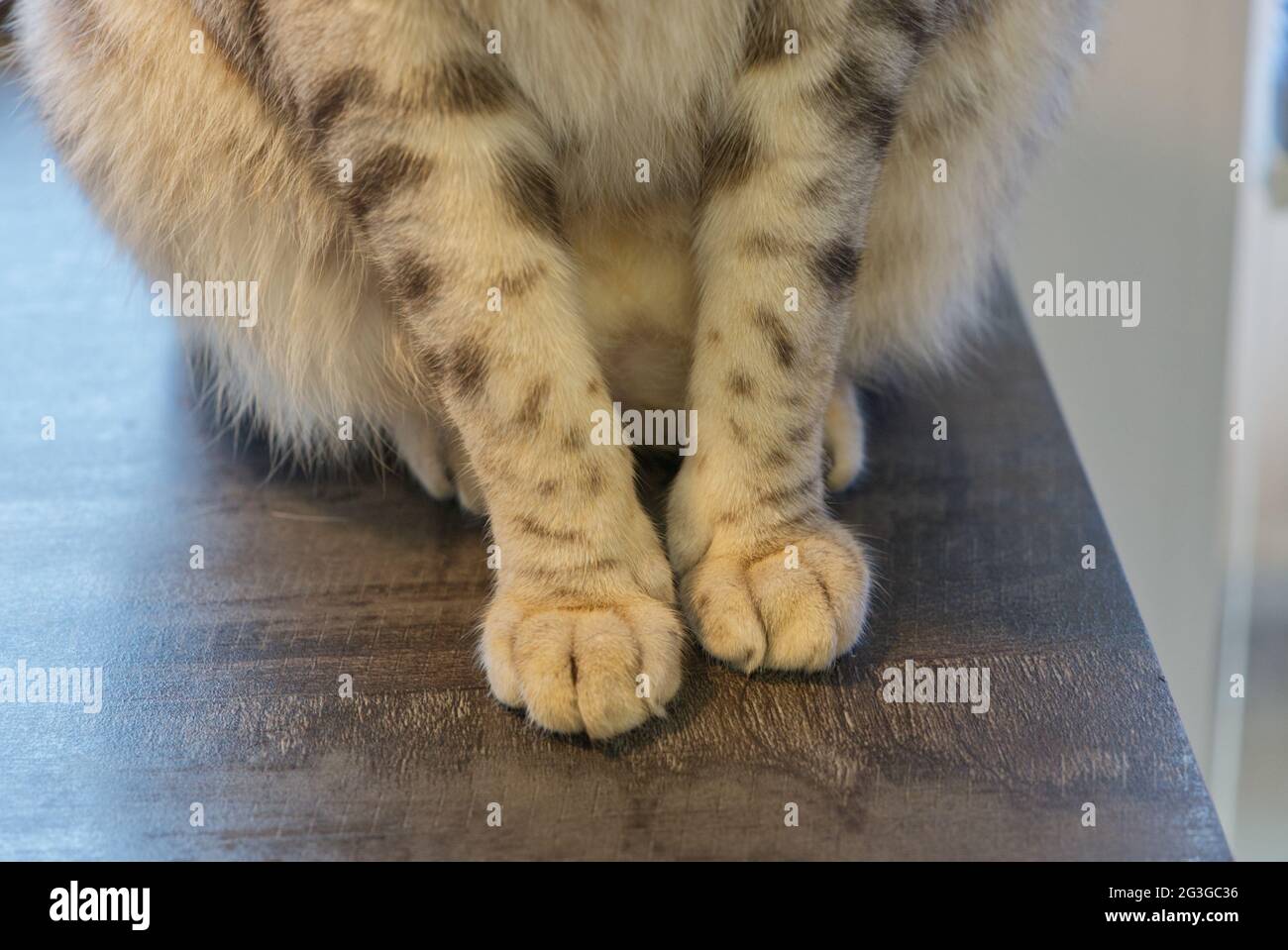 Adulto Argento macchiato Bengala Cat con occhi verdi seduti sul tavolo vicino al fiore. Foto Stock
