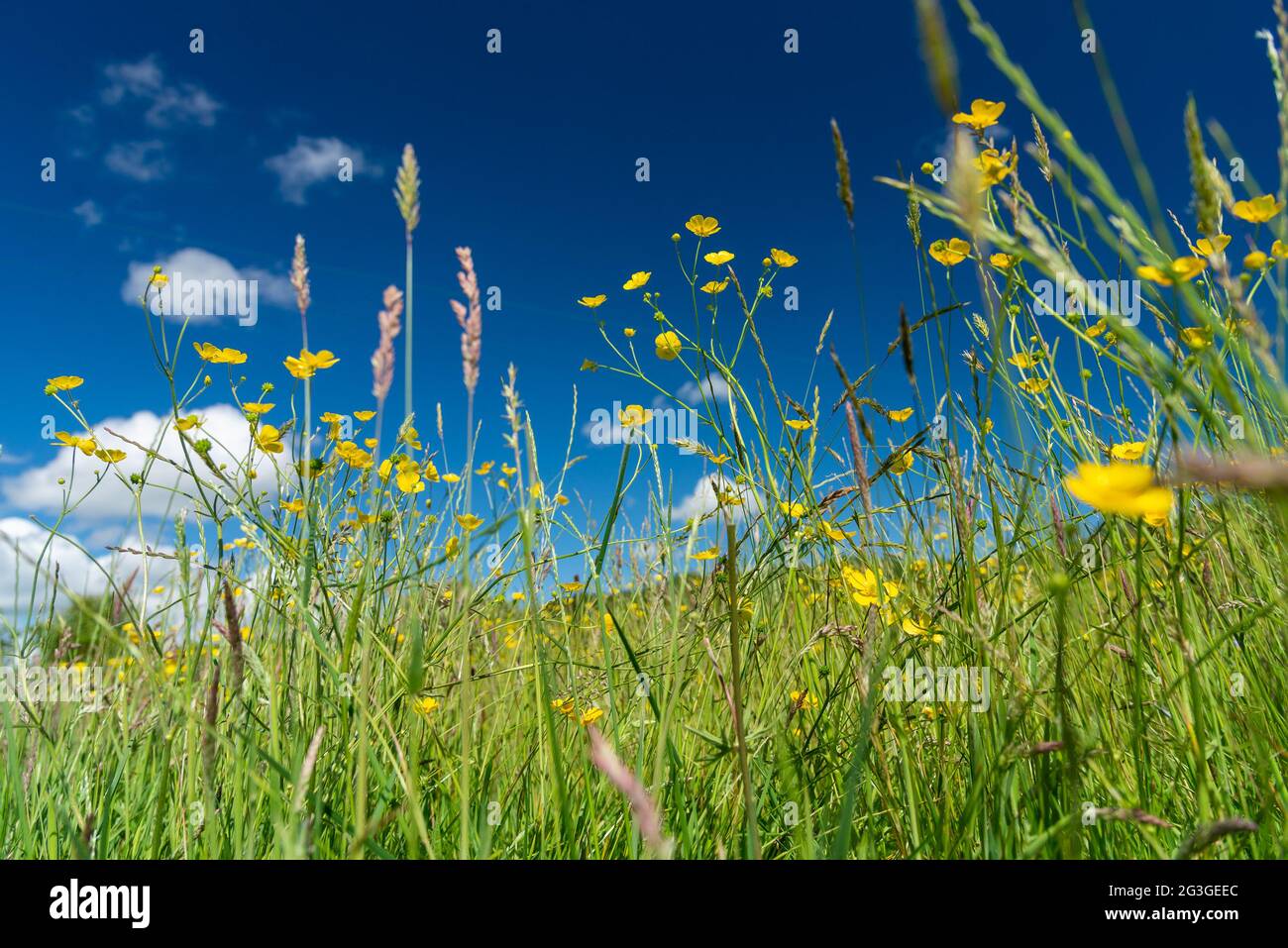 Un prato erboso, Arnside, Milnthorpe, Cumbria, Regno Unito Foto Stock