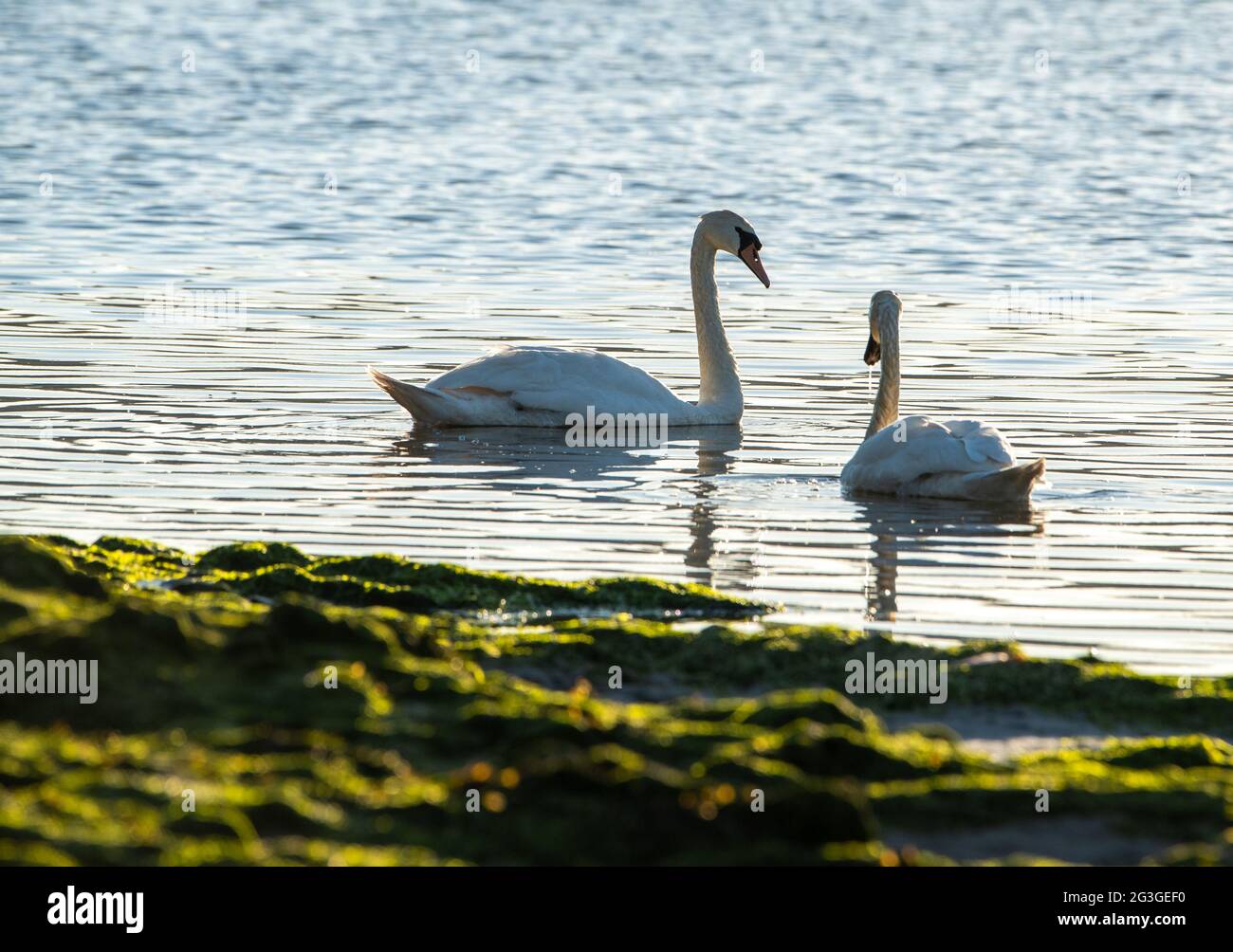 Swans, Arnside, Milnthorpe, Cumbria, Regno Unito Foto Stock