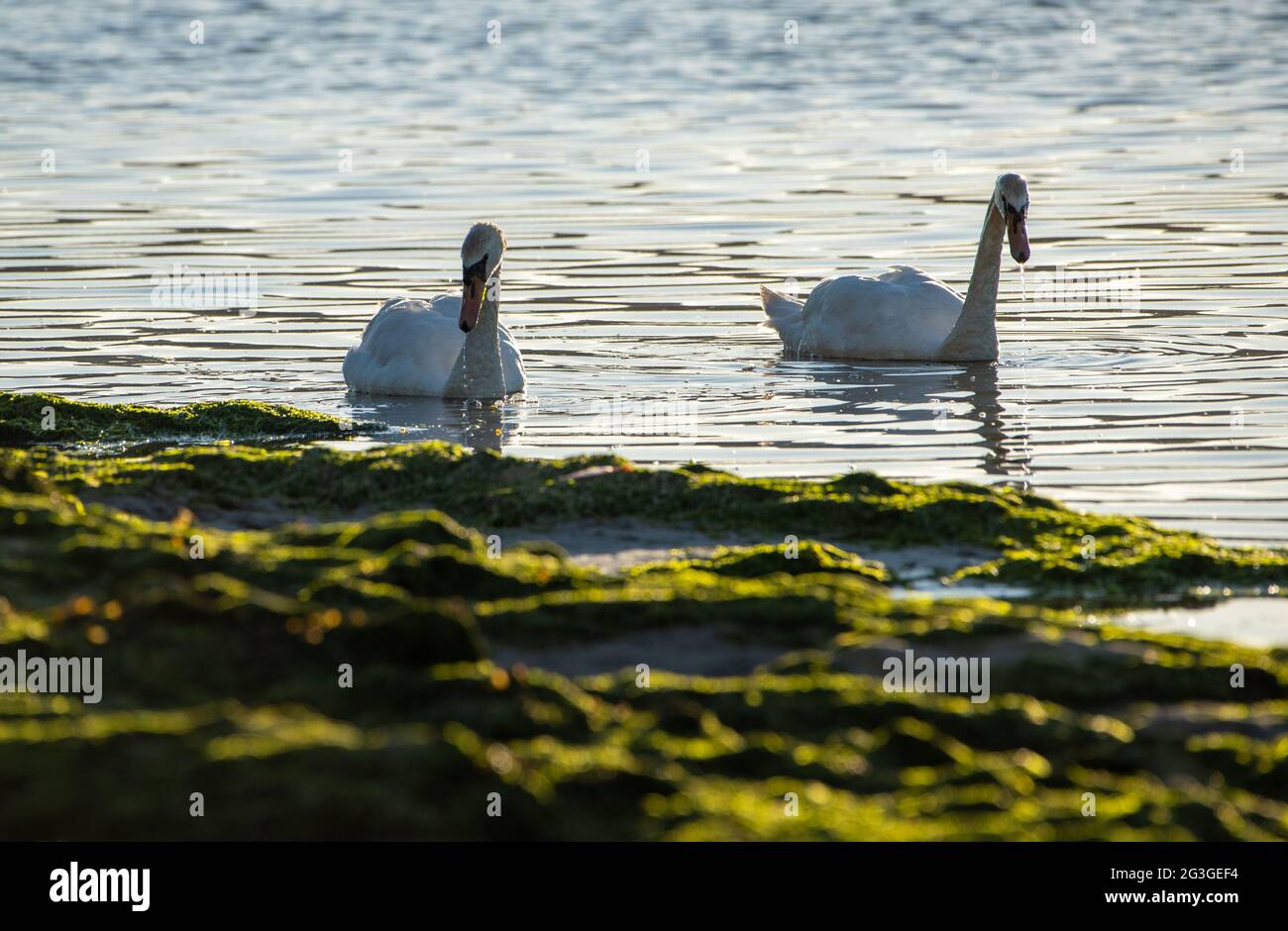 Swans, Arnside, Milnthorpe, Cumbria, Regno Unito Foto Stock