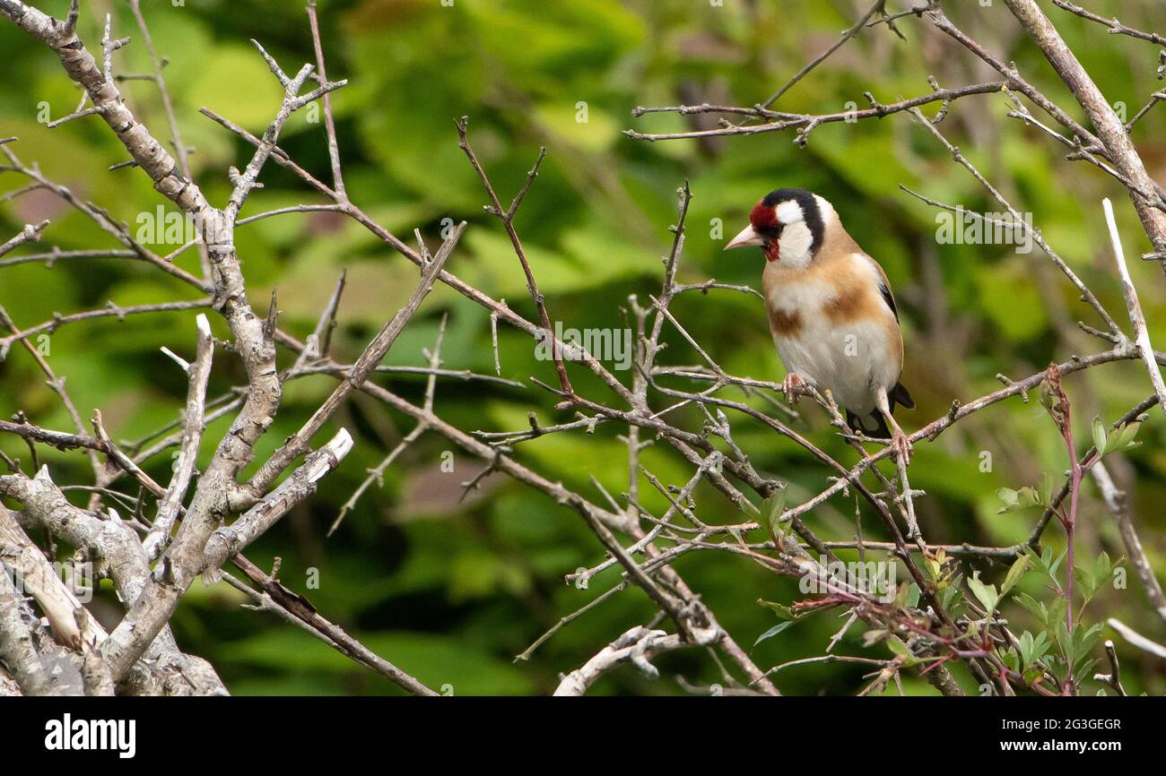Goldfinch, Arnside, Milnthorpe, Cumbria, Regno Unito Foto Stock