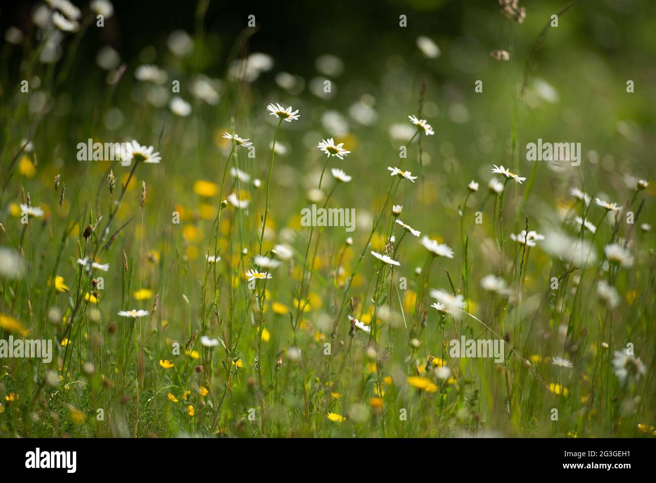 Un prato di fiori selvatici, Silverdale, Carnforth, Lancashire, Regno Unito Foto Stock