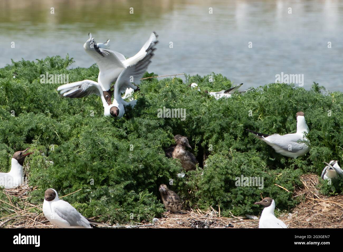 I gabbiani a testa nera combattono per proteggere i loro nidi dagli altri gabbiani in una colonia di nidificazione nella Leighton Moss Nature Reserve di RSPB, Silverdale, Lancashir Foto Stock