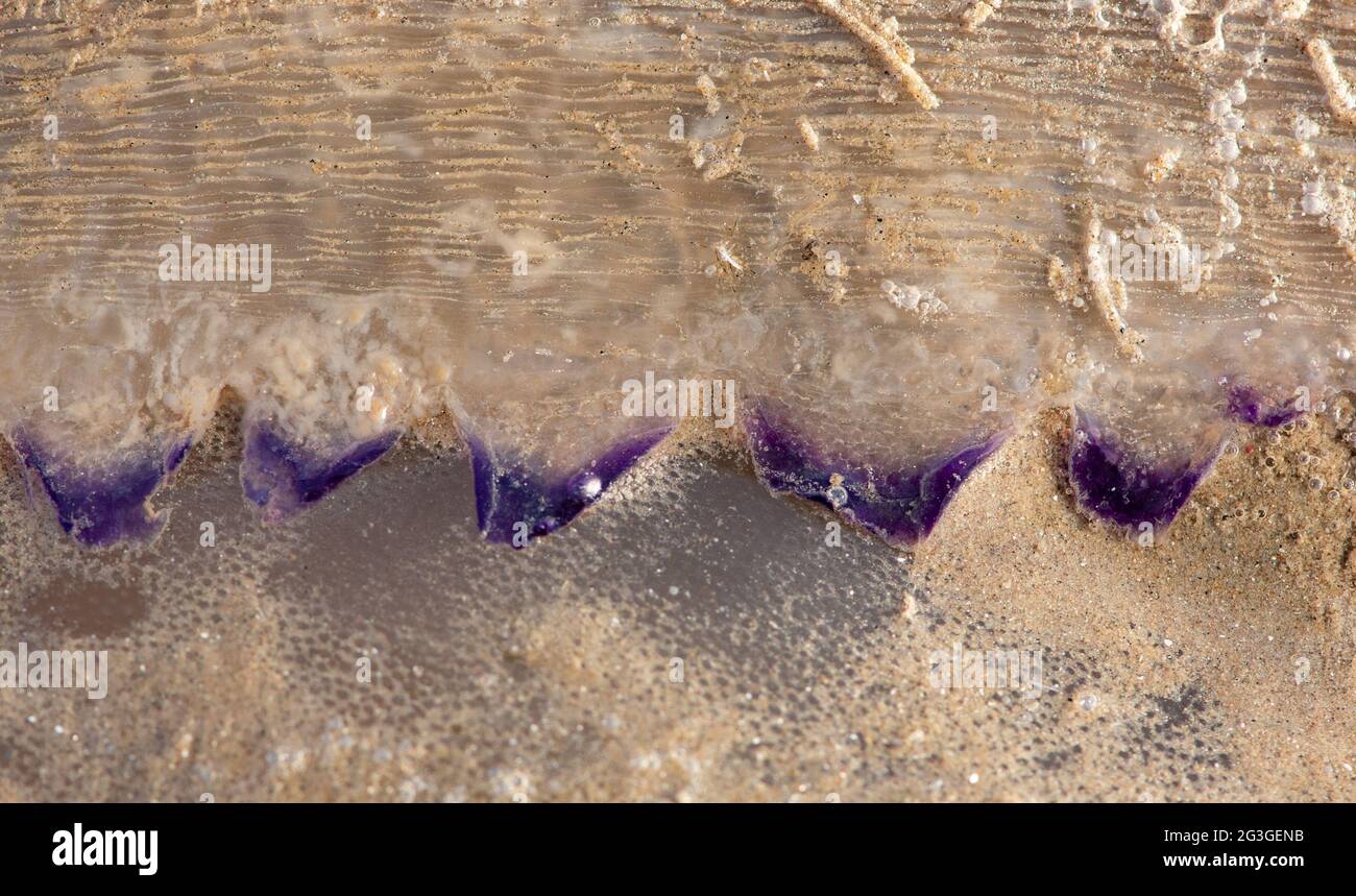 Frill viola su una radice medusa bocca intrecciato sul limo e sabbia, Arnside, Milnthorpe, Cumbria, Regno Unito Foto Stock