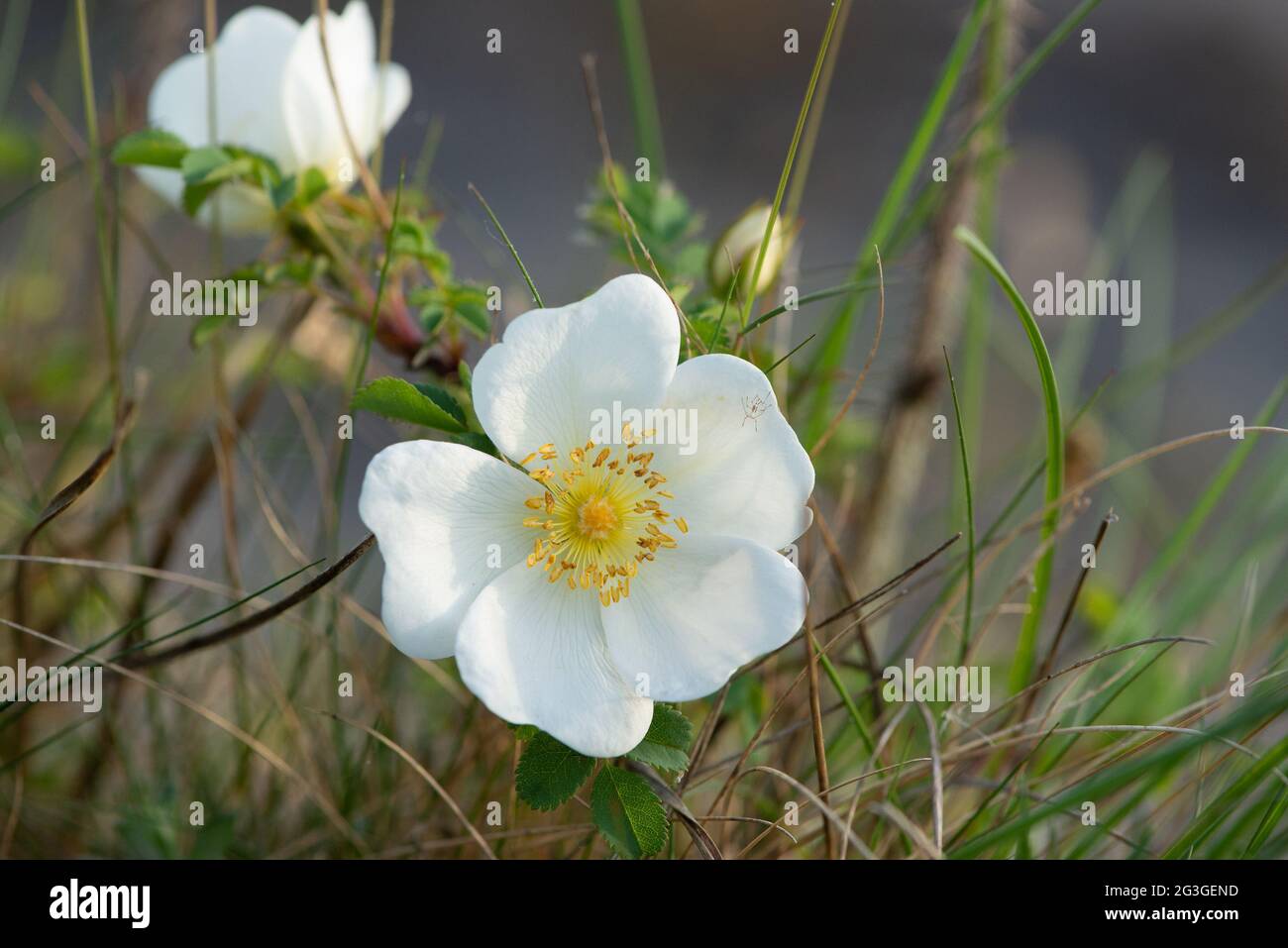 Primo piano di burnet Rose, Arnside, Milnthorpe, Cumbria, Regno Unito Foto Stock