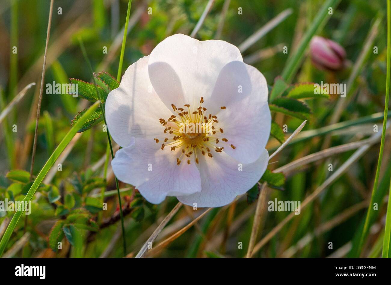 Primo piano di burnet Rose, Arnside, Milnthorpe, Cumbria, Regno Unito Foto Stock