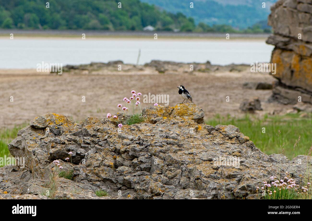 Sea Thrift e wagtail, Arnside, Milnthorpe, Cumbria, Regno Unito Foto Stock