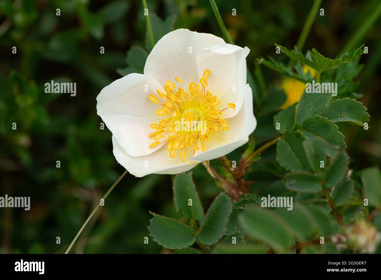 Primo piano di burnet Rose, Arnside, Milnthorpe, Cumbria, Regno Unito Foto Stock
