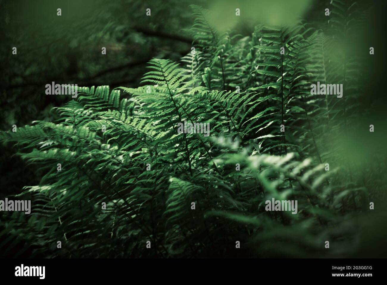Moody verde felce bosco dettaglio con bellissimo sfondo in Francia Foto Stock