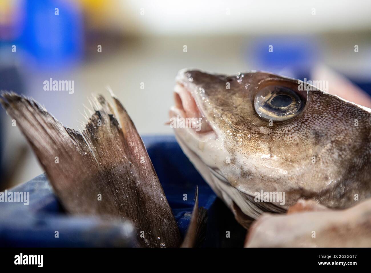 Haddock, Grimsby Fish Market, Grimsby Docks, UK Fishing Foto Stock