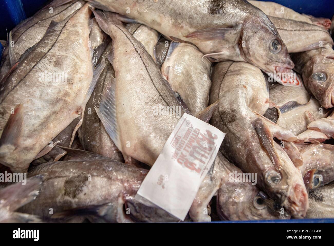 Haddock, Grimsby Fish Market, Grimsby Docks, UK Fishing Foto Stock