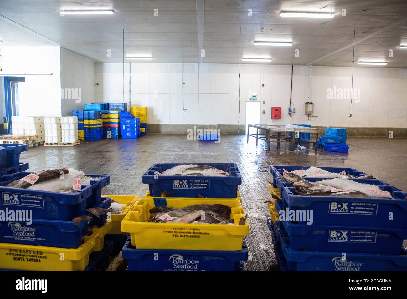 Haddock, Grimsby Fish Market, Grimsby Docks, UK Fishing Foto Stock