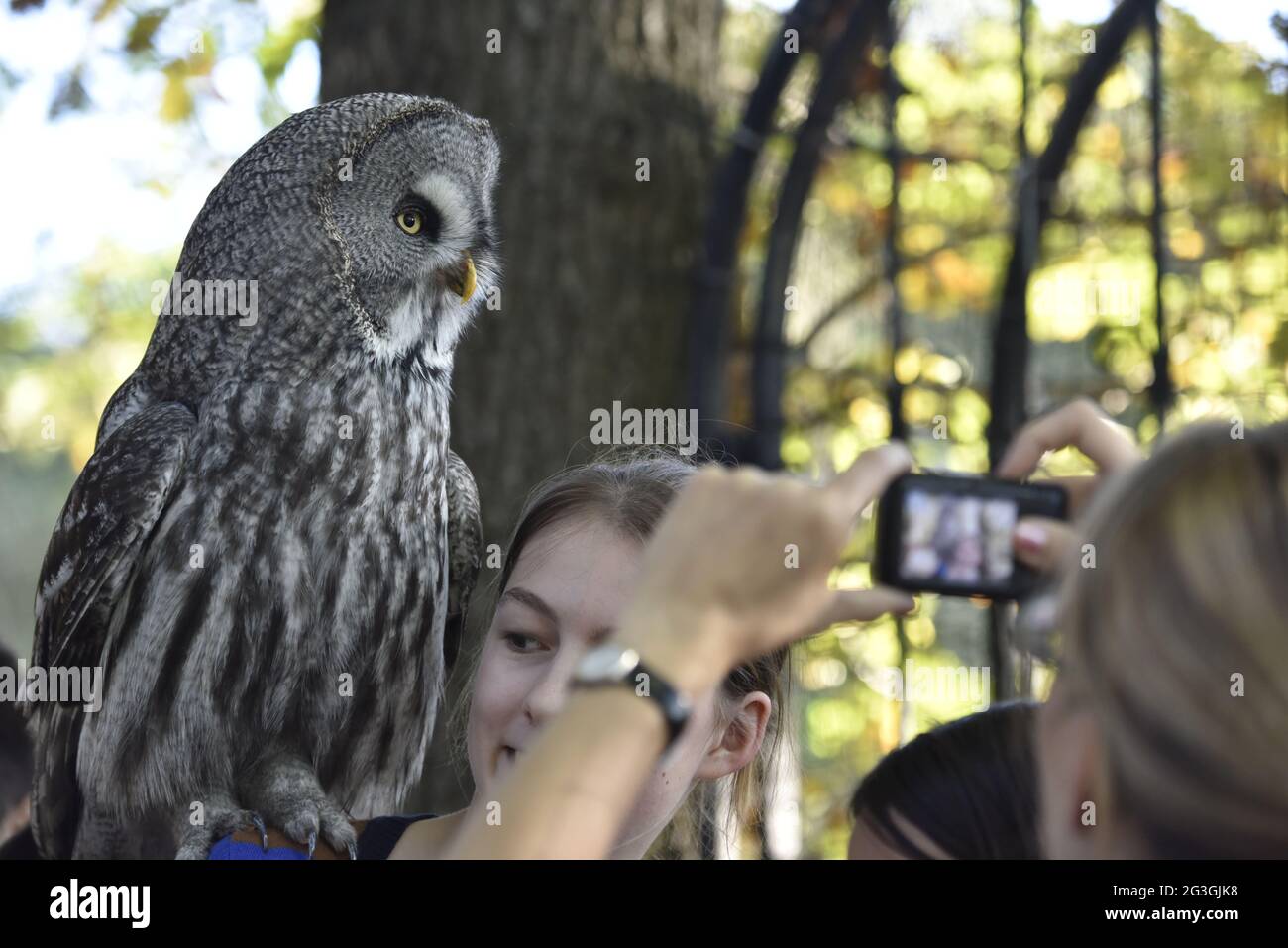 Falconer Mursa con gufo corallato (Strix nebulosa) Foto Stock