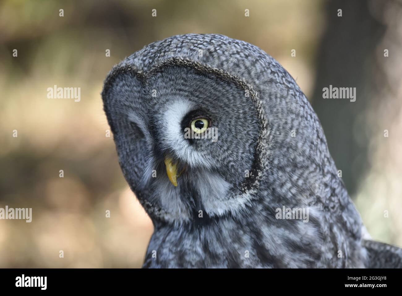 Barbuto Allocco (Strix nebulosa) Foto Stock