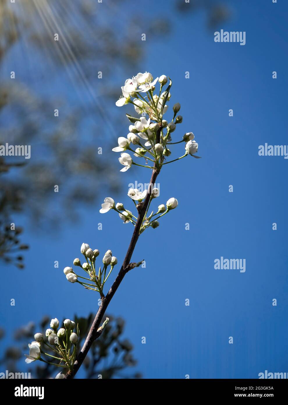 Fiore bianco Galeria Pere albero con uno sfondo morbido e raggi solari Foto Stock