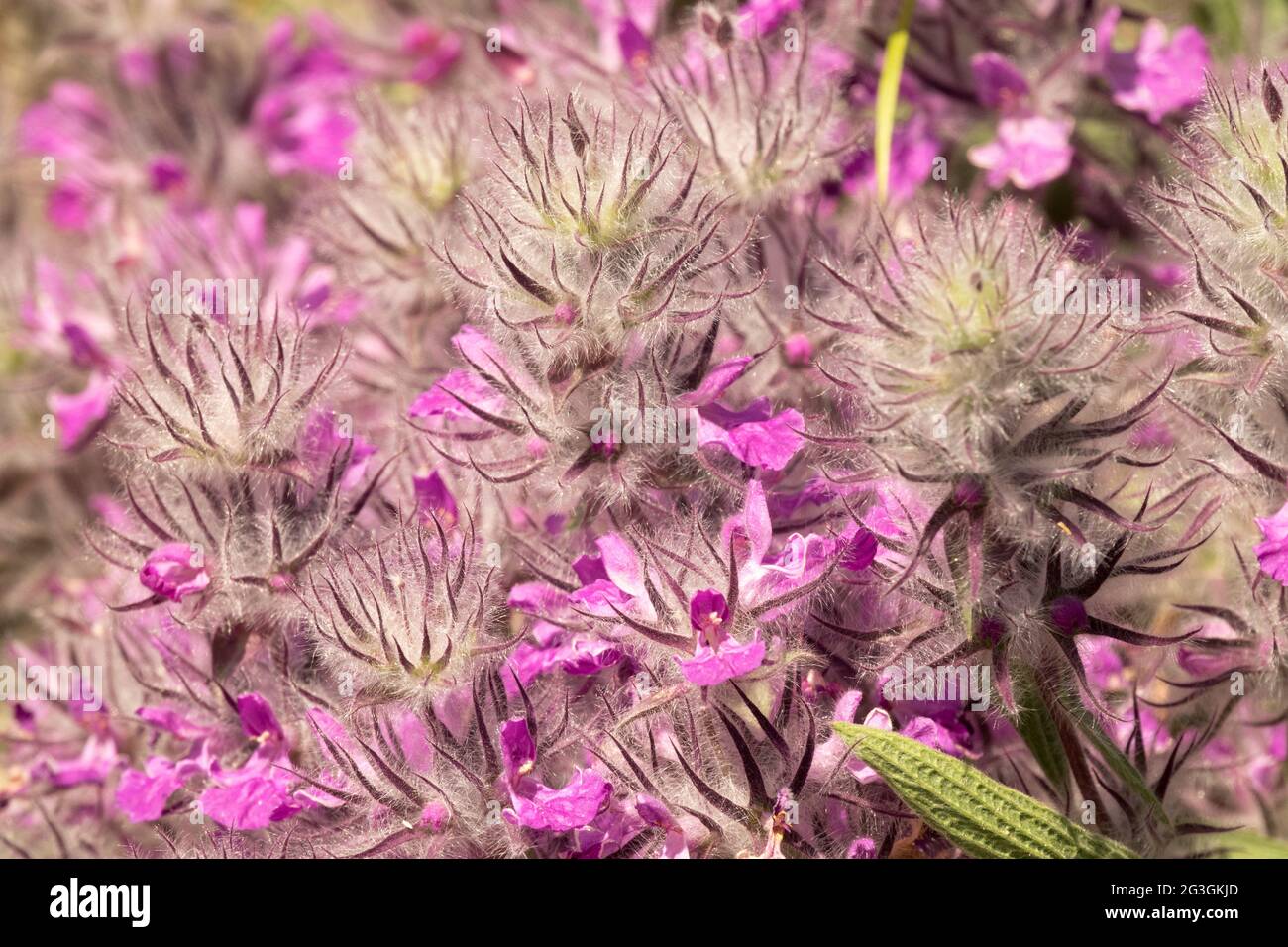 Stachys lavandulifolia orecchie di agnello fiore viola Foto Stock