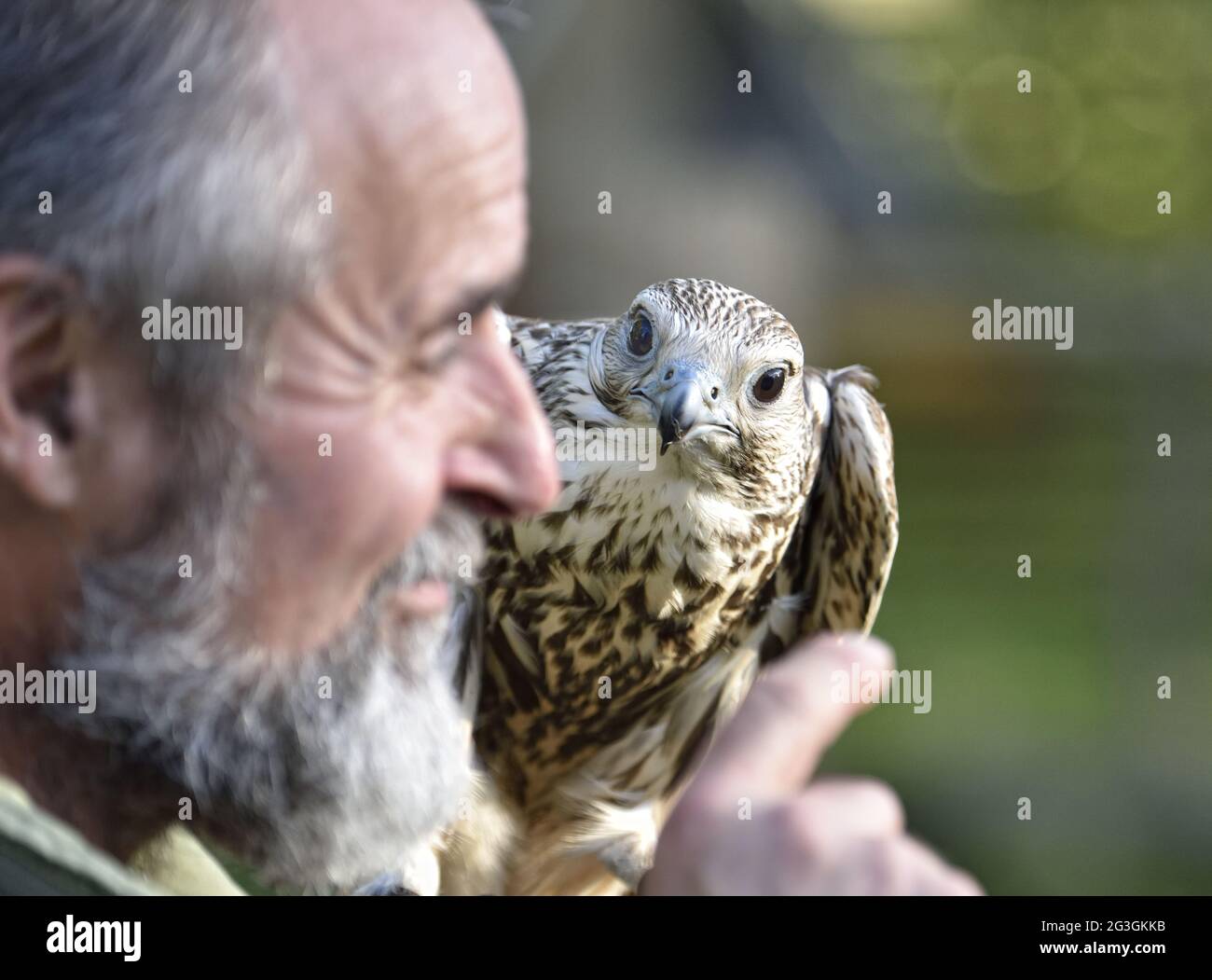 Falconer con falco panettiere. Falco Cherrug. Foto Stock