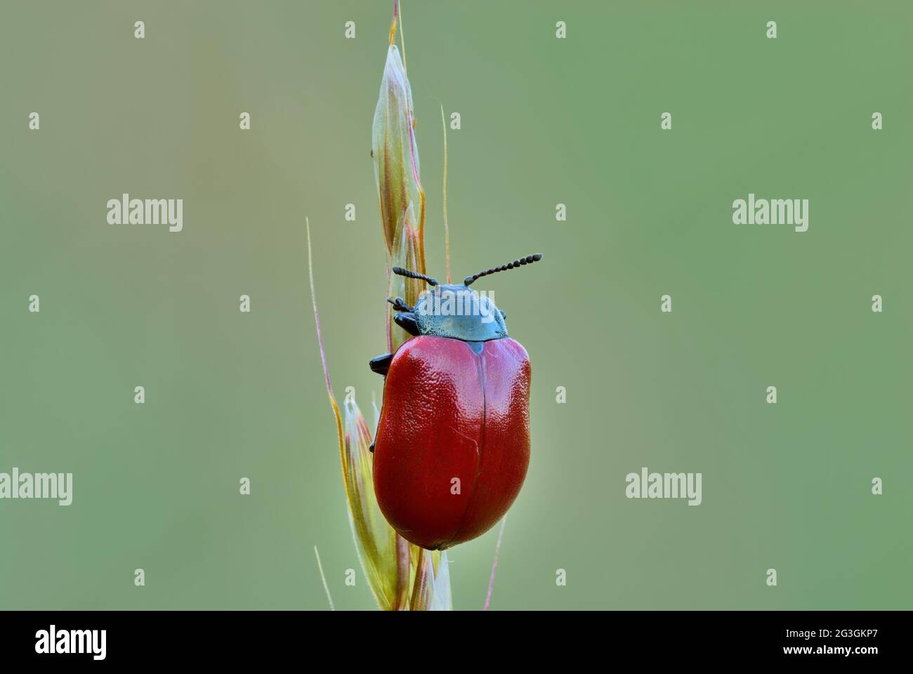 Foglia di pioppo Beetle seduta senza movimento sull'erba. Isolato su sfondo verde chiaro naturale. Genere specie Chrysomela populi. Foto Stock