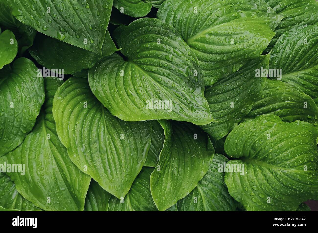 Foglie verdi fresche con consistenza a gocce di pioggia Foto Stock
