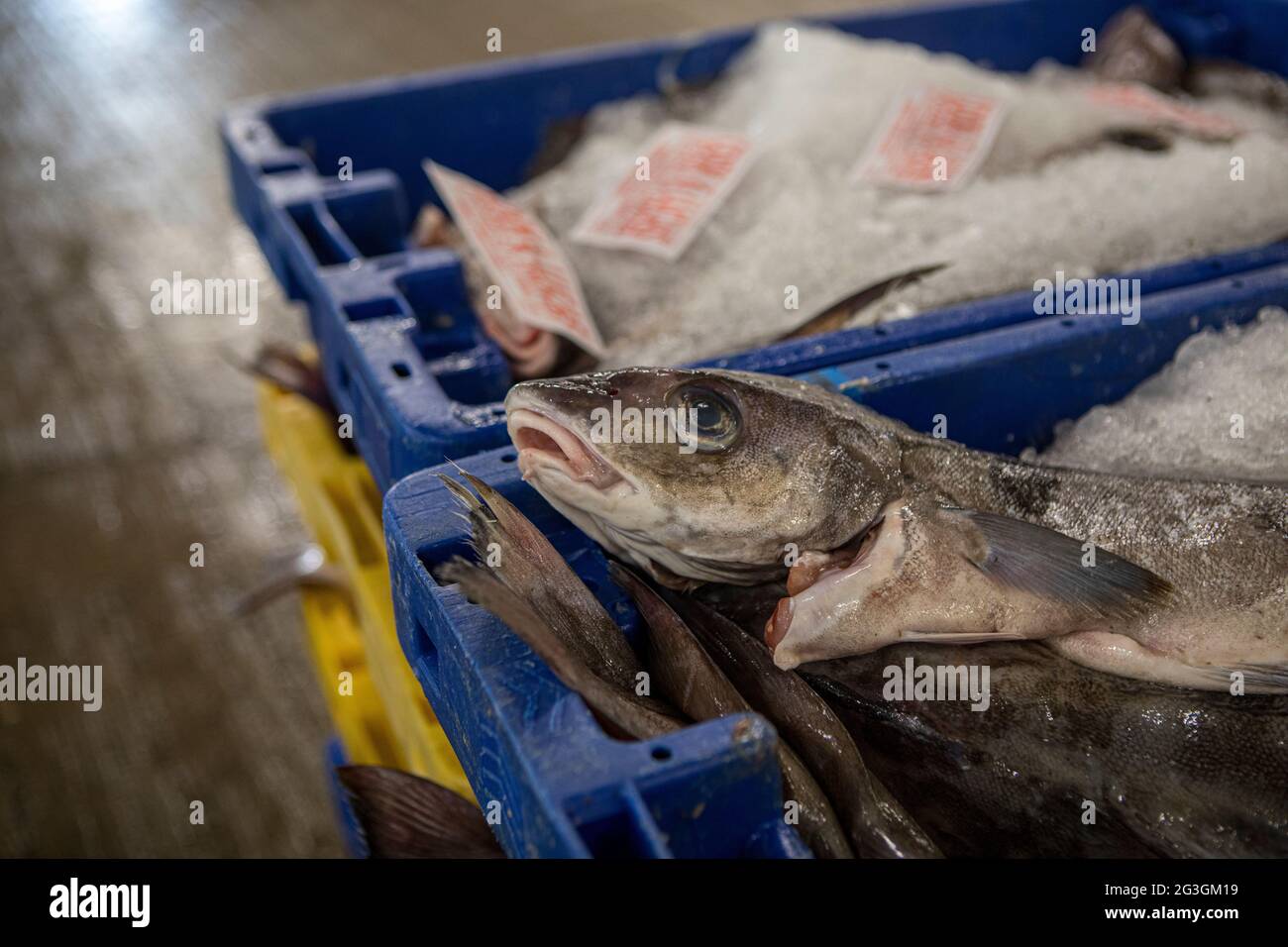 Haddock, Grimsby Fish Market, Grimsby Docks, UK Fishing Foto Stock