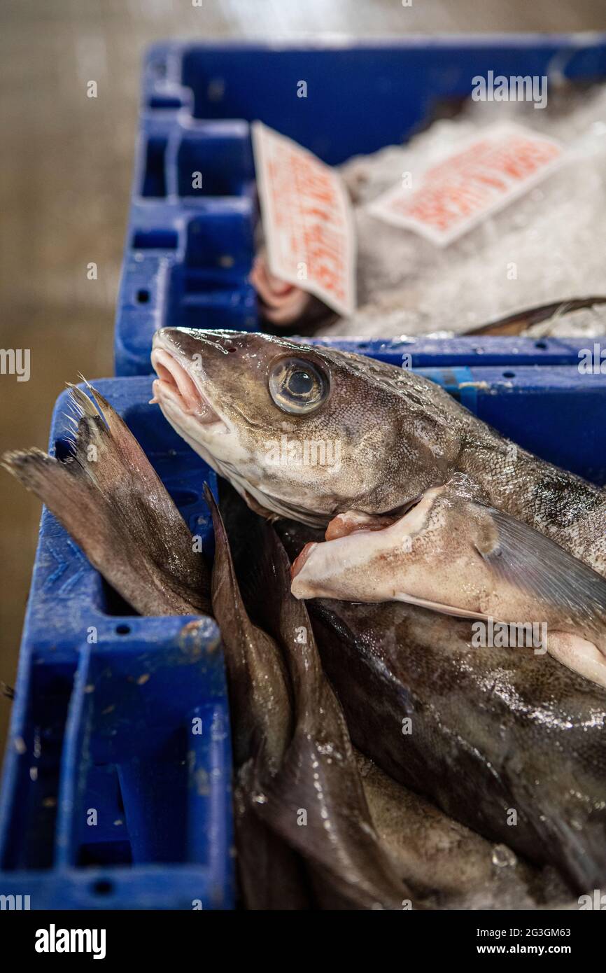 Haddock, Grimsby Fish Market, Grimsby Docks, UK Fishing Foto Stock