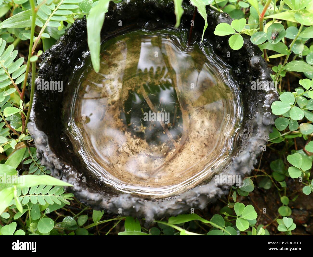 Vista dall'alto di una conchiglia di cocco che raccoglie la gomma cade a terra e si riempie di acqua piovana, causando larve di zanzara a terreni di allevamento Foto Stock