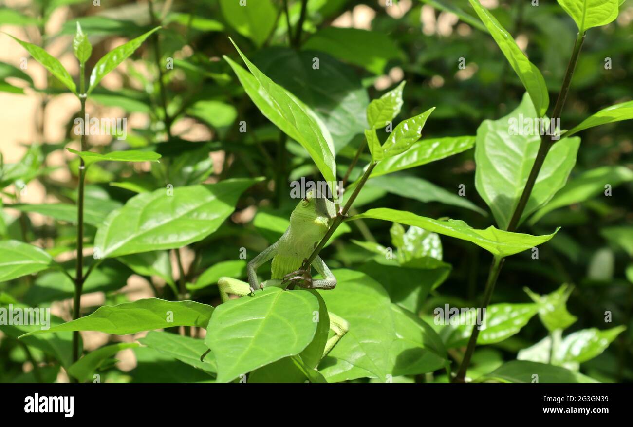 Una lucertola verde che dorme mentre tiene e si trova su un ramo sotto una foglia in cima ad un ramo nella giornata di sole Foto Stock