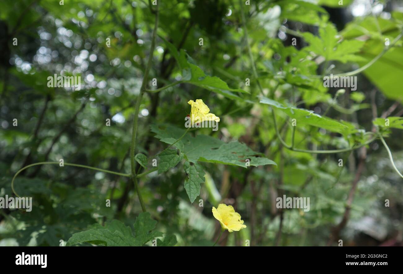 Due coleotteri rossi che mangiano su un fiore giallo amaro della zucca su una vite amara della zucca Foto Stock