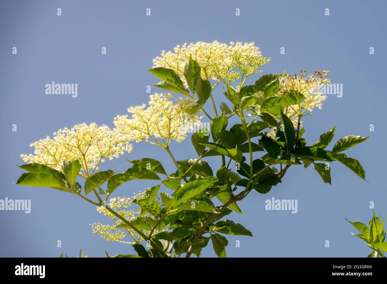 Anziano europeo Sambucus nigra Fiori arbusto fiorito bianco nel mese di giugno Foto Stock