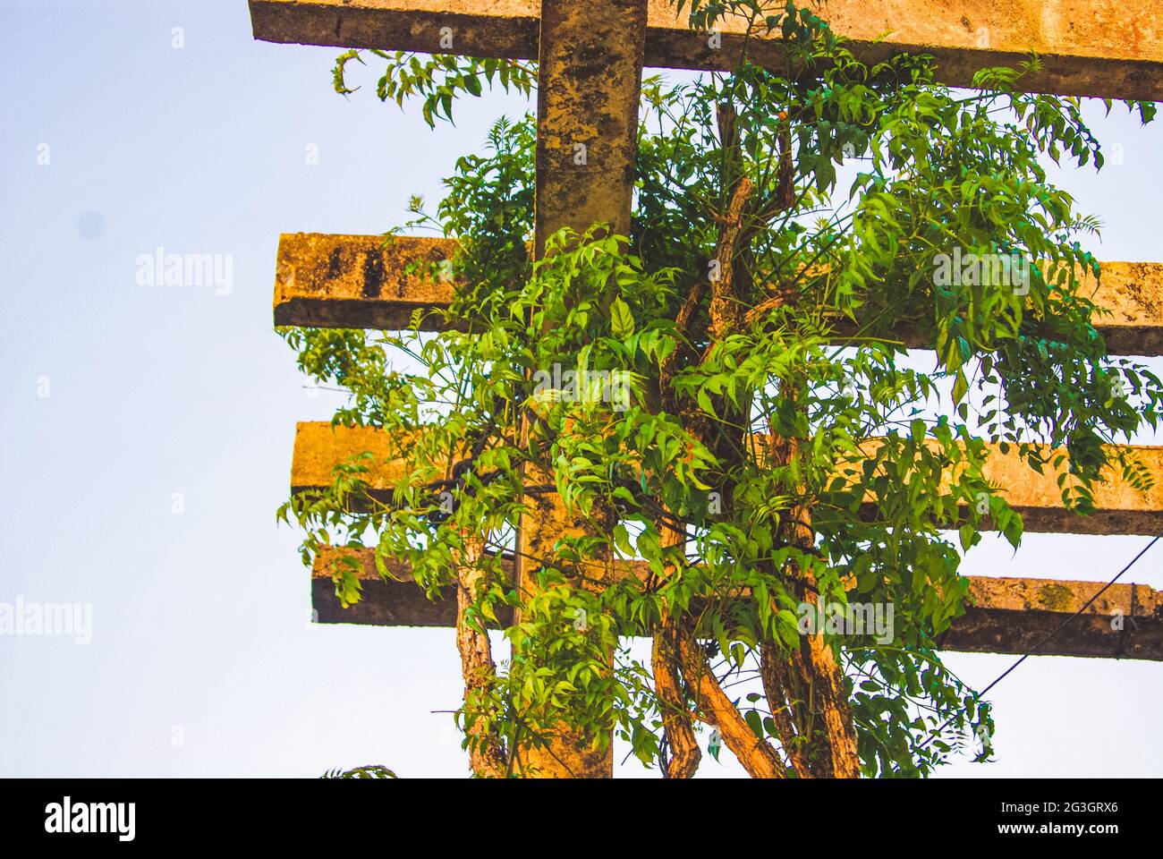 Bindweed nel Parco Mangabeiras, Belo Horizonte, Minas Gerais, Brasile Foto Stock