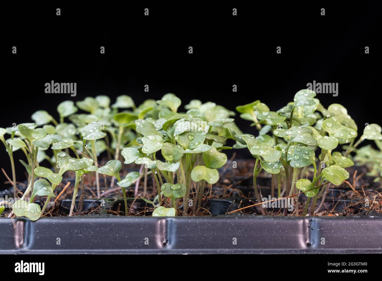 Primo piano di kale cinese verdure bambino è cresciuto sulla semina vassoio di germinazione Foto Stock