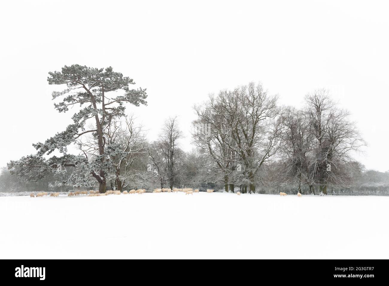 Gregge di pecore nella neve sotto gli alberi, Watford Park, Northamptonshire Foto Stock